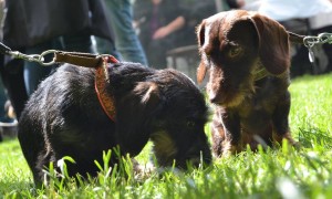 Zwei Brüder, Isas & Iwen